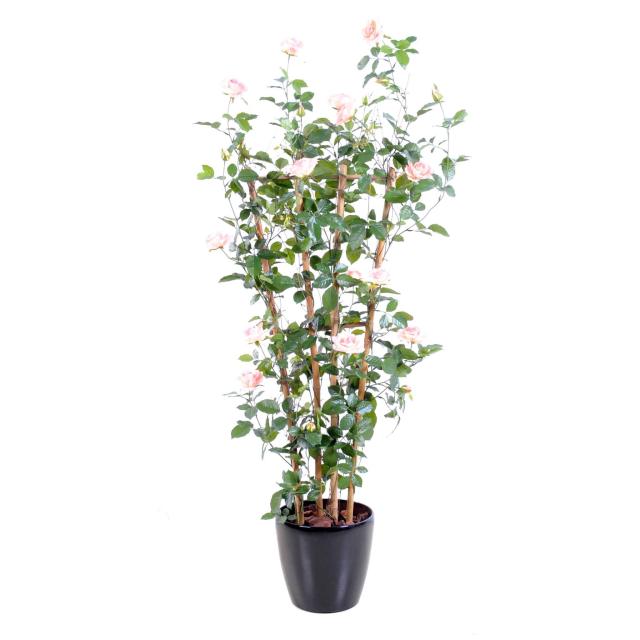 Rosier Articiel Royal Palissade - Rosier Artificiel Royal Palissade