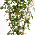 Clematite Artificielle Palissade