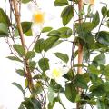 Clematite Artificielle Palissade